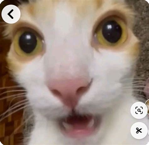 Surprised Cat Meme