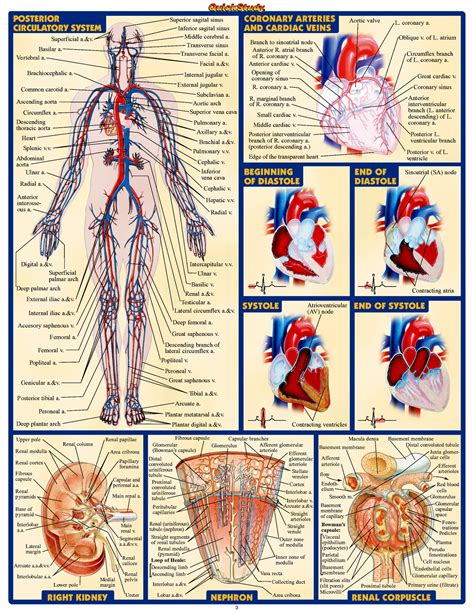 human anatomy atlas - ModernHeal.com