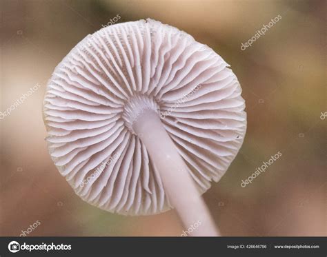Gills Mushrooms Part Anatomy Fungi Spores Housed Approximation ...