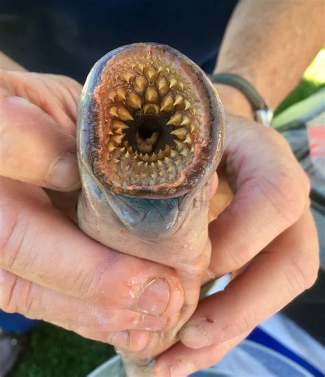 Sea Lamprey Bite Library Lines: Learn All About Lampreys