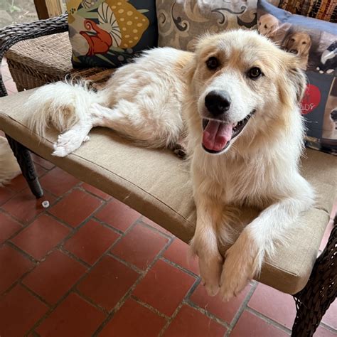 Adopt - Adopt a Golden Birmingham