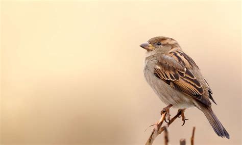Sparrow Sightings: Discover the Meaning and Symbolism of Sparrows - A-Z ...
