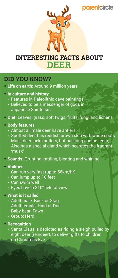 Interesting Facts About Deer for Kids, Different Types of Deer ...