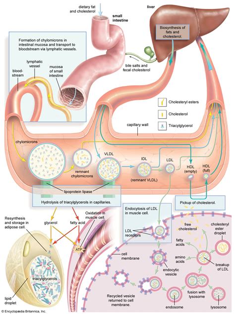 Duct of Wirsung | anatomy | Britannica