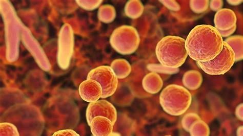 mycoplasma hominis что это такое причины появления