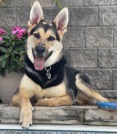 Labrador German Shepherd Husky Mix
