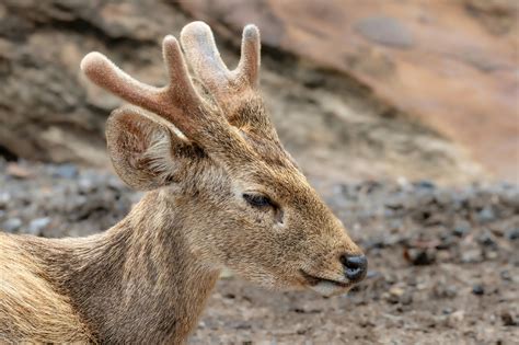 Whitetail Deer Images Photos, Download The BEST Free Whitetail Deer ...