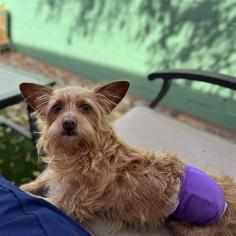 Dog Incontinence: Causes, Treatments & Support - A Loyal Companion