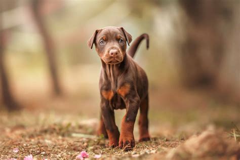 Brown Doberman: Breed Info, Pictures, Genetics & Facts
