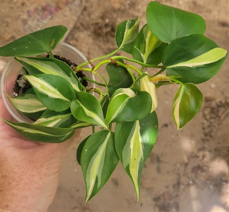 How can I make my Philodendron cream splash more variegated? | Le Botanist