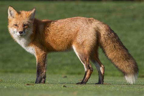 Identification & Management of Foxes in Alabama - Alabama Cooperative Extension System