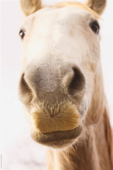 "A Horse With Hair On His Muzzle That Looks Like A Mustache" by Stocksy ...