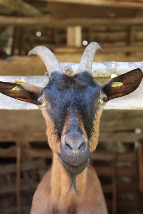 French Alpine Goat Bucks | Garden Dairy Alpine Goats
