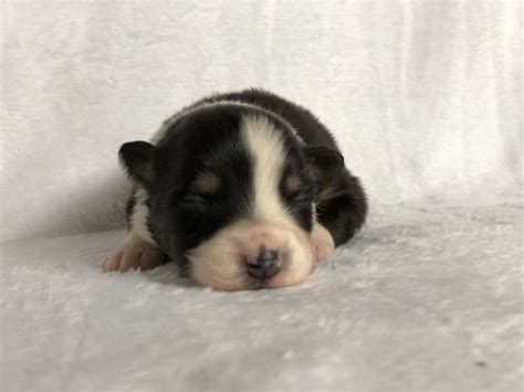 Kisses - Australian Shepherd Puppy for Sale in Touchet, WA | Lancaster ...