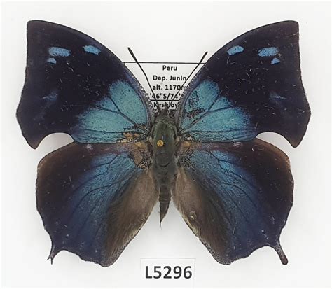 Nymphalidae, Memphis glauce, male, A1-, Peru - Planeta de Mariposas