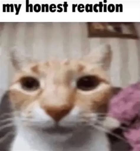Pin by jul on schizo | Silly cats, Silly animals, Cats