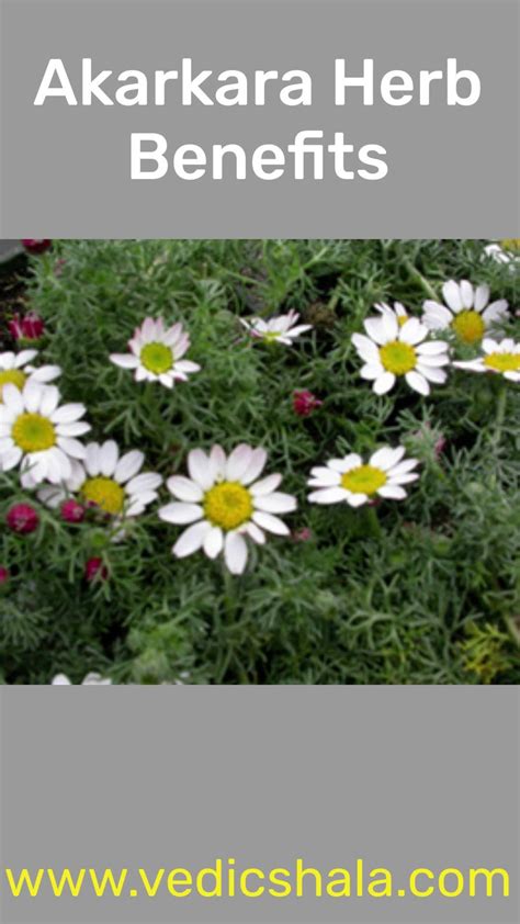 The Secret Nuttianni Leak You Won't Believe - Truth or Fiction