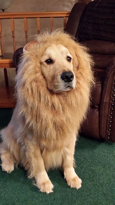 Cosmos Golden Retriever Lion costume | Pet halloween costumes, Golden ...
