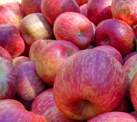 Fuji apples from Mt Erin | Mt Erin Group