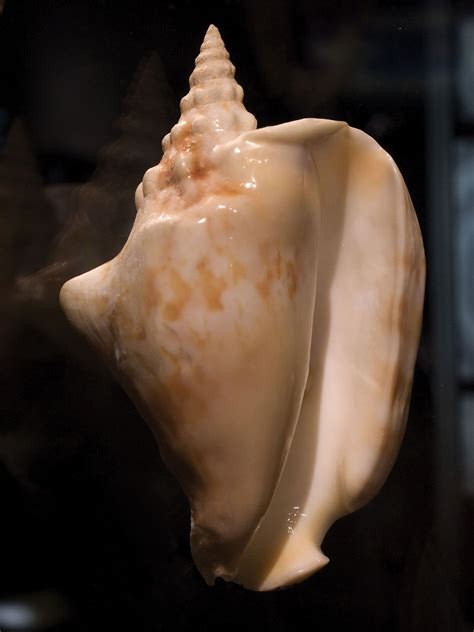 Conch | Description, Habitat, Overharvesting, & Facts | Britannica