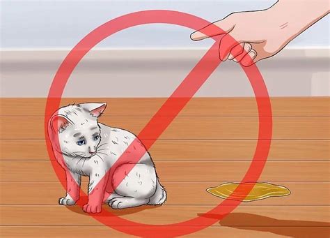 Как научить кота командам
