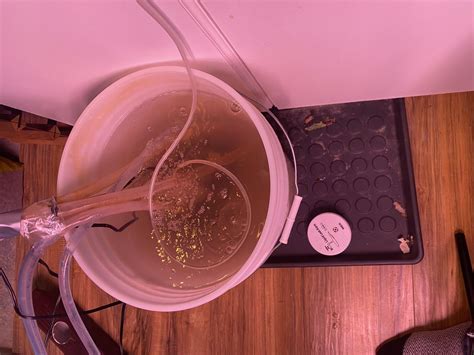 Essaere's Catastrophic Leak: What Happens Next? - Truth or Fiction