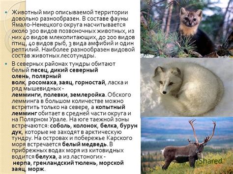 Презентация на тему: "Животные и растения ЯНАО. Животный мир ...