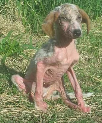 Défense de la cause animale - Home | Facebook