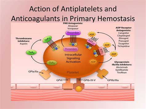 PPT - DUAL ANTIPLATELET THERAPY (DAPT) PowerPoint Presentation, free ...