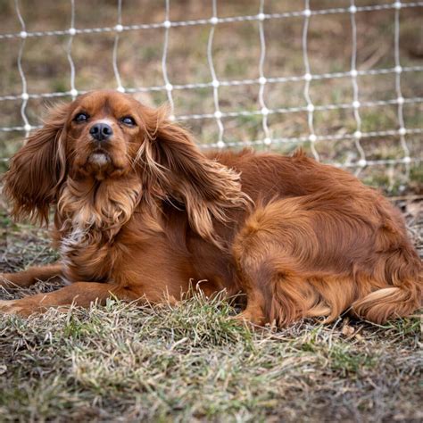The Beautiful Red Cavalier: Understanding The Ruby Coat Color