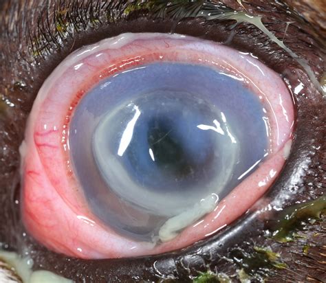 Deep Stromal Corneal Ulcers, Descemetocele, and Iris Prolapse in Small ...