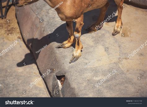 Legs Mountain Goat Hooves Goat Wild Stock Photo 1146161738 | Shutterstock