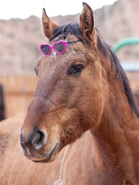 How Much Does a Horse Weigh? (Average Horse Weight Chart) – Wild Jolie