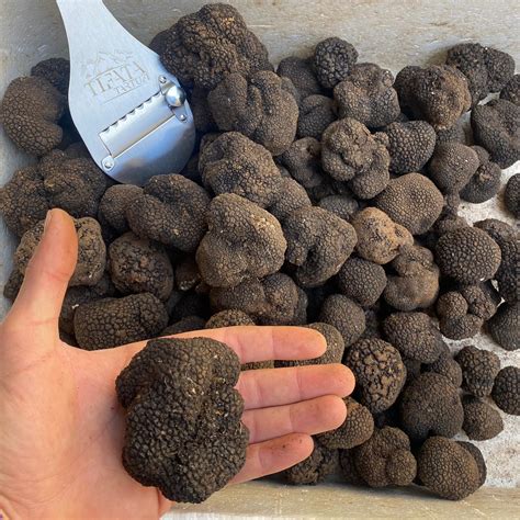 Iranian Truffle Mushrooms for export – Capital Fruit