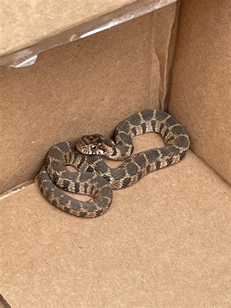 Baby Rat Snake? Located in Central Texas. : r/snakes