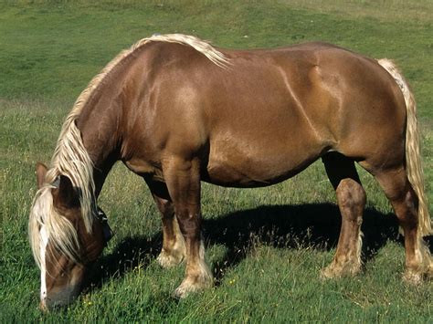 Chestnut Flaxen Horses - The Equinest