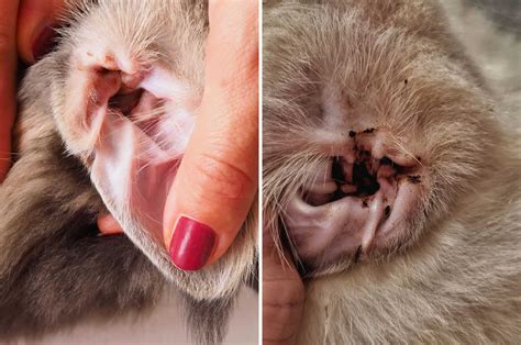 Ear Wax Vs Ear Mites In Cats at Ida Wheeler blog