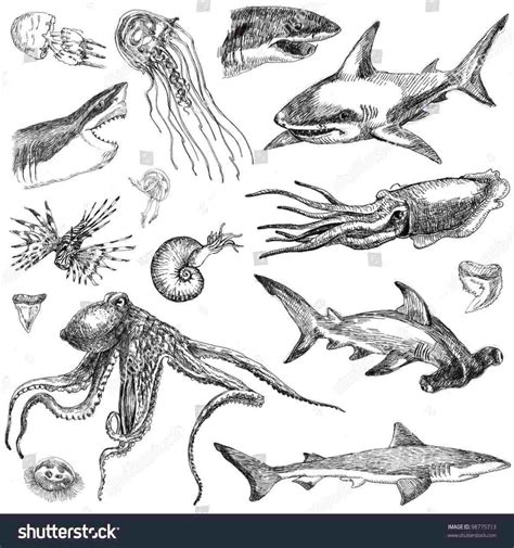 Marine Animals Drawing at PaintingValley.com | Explore collection of ...
