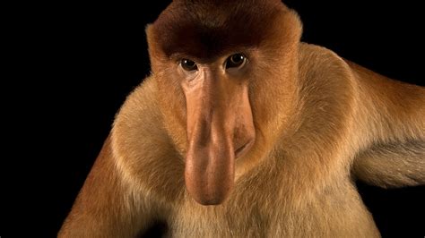 Down Syndrome Chimpanzee