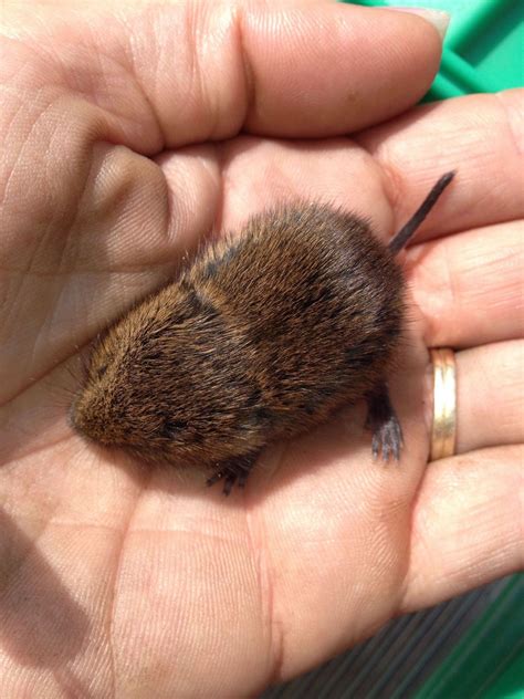 2021 Mar - Muskrat Family - Procyon Wildlife