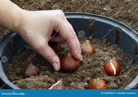 How To Plant Tulip Bulbs in Autumn or Spring. the Process of Planting ...