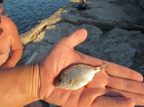 Морской карась: фото с описанием, как выглядит черноморский карась ...