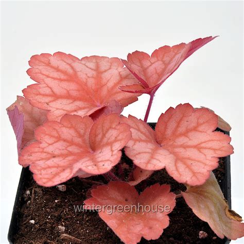 Heuchera, Georgia Peach, Coral Bells, Container Size: 5" - Etsy