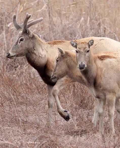 Pere David’s Deer (Elaphurus davidianus) — Coke Smith Wildlife
