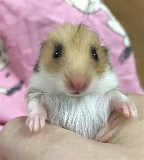 Newborn Teddy Bear Hamsters Fancy Bear Hamster Vs Syrian Hamster: