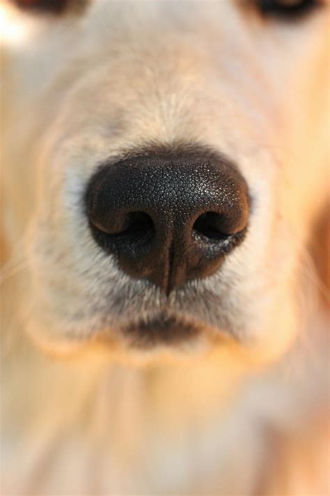 Why Do Dogs Have Wet Noses? Unveiling the Science Behind It - Dog Beds ...