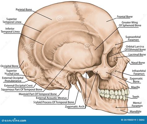 Lateral Skull Sid at Evelyn Lawson blog