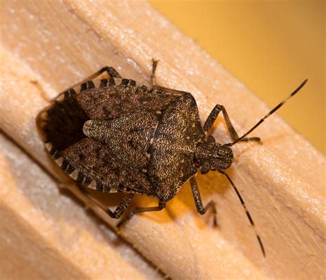 What Other Bugs Look Like Stink Bugs Crockett's Corner: Stink Bugs!