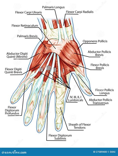 Anatomy of Muscular System - Hand, Palm Muscle - T Stock Vector - Illustration of bodybuilding ...