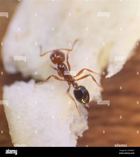 Red Imported Fire Ant (Solenopsis invicta Stock Photo - Alamy